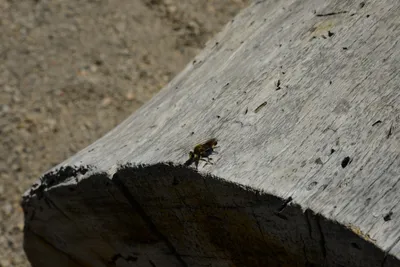 DSC_9987 (Large).JPG